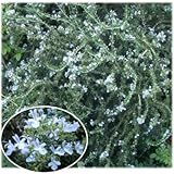 ローズマリー(ほふく性)：プロストラータス3号4株セット[ハーブ苗]