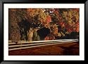 An Autumn View of a White Wooden Fence and a Maple Tree in Virginia Framed Photographic Poster Print, 45x33