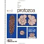 How to Know the Protozoa (Pictured Key Nature Series)