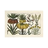 Arena Botanical I Poster Print