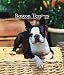 boston terrier - Boston Terriers 2007 Weekly Calendar