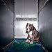 Animal Shelter Portraits