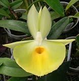 Ctsm. pileatum 'Oro Verde' HCC/AOS