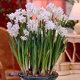 Paperwhite Bulbs Ziva