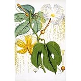 Hodgsonia Hetesodita, by J.F.Cathcart (Print On Demand)