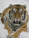 IMAGE OF A Siberian Tiger at the Minnesota Zoological Garden Photographic Poster Print by Michael Nichols, 42x56