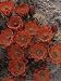 Claret Cup Cactus Flowers (Echinocereus Triglochidiatus) Photographic Poster Print by Michael Melford, 48x64