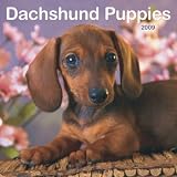 Dachshund Puppies 2009 Calendar