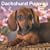 Dachshund Puppies 2009 Square Wall Calendar (Multilingual Edition)