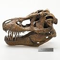 Tyrannosaurus T Rex Skull, Scale 1/4