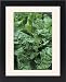 Framed Prints of Perpetual spinach (Beta vulgaris) from Science Photo Library