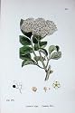 Botany Plants C1902 Common Elder Sambucus Nigra