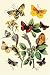 Kitchen & Housewares : Butterflies: E. Belemia, E. Tagis, et al. Art Print Poster By W. F. Kirby, 18.75 " x 27.5 "