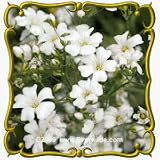 1 Lb Annual Baby's Breath (Gypsophila elegans) Bulk Wildflower Seeds
