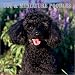 Toy & Miniature Poodles 2003 Calendar