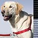 Gentle Leader Easy Walk Harness - Petite/Small, Black-Silver Tweener