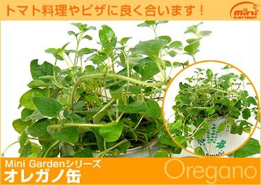 サラダにも入浴剤にも 「オレガノ」ハーブ缶 殺菌作用のあるハーブ