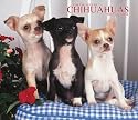 For the Love of Chihuahuas 2007 Deluxe Calendar (Multilingual Edition)