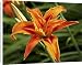 Canvas Prints of Daylily (Hemerocallis) from ClownFish Photo