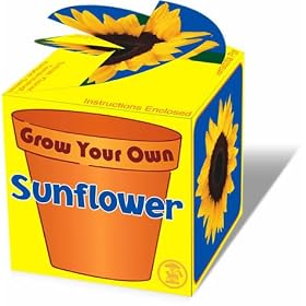 Grow Your Own Sunflower
