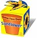 Toys : Grow Your Own Sunflower