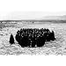 Shirin Neshat