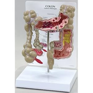 human colon anatomy