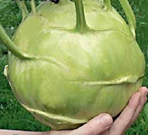 Rare Cabbage Kohlrabi Gigant-Giant Organic Russian Heirloom Vegetable Seed Rare Cabbage Kohlrabi Gigant-Giant Organic Russian Heirloom Vegetable Seed