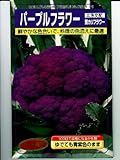 パープルフラワー 武蔵野種苗園の紫カリフラワー種です
