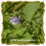 Mad-Dog Skullcap (Scutellaria lateriflora) Jumbo Wildflower Seed Packet - 300 Seeds