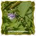 Mad-Dog Skullcap (Scutellaria lateriflora) Jumbo Wildflower Seed Packet - 300 Seeds