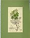 1796 Hand Coloured Acer Campestre Leaves Plant Nature