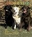 Labrador Retrievers 2004 Calendar