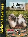 Bichon Havanese (Pet love)