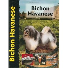 Bichon Havanese (Pet love)