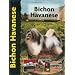 Bichon Havanese (Pet love)