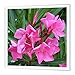 3dRose ht_46849_1 Oleander Pink, Flower, Tree, Oleander, Blossom, Tropical Plant, Buds Iron on Heat Transfer, 8 by 8