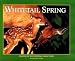 Whitetail Spring: Seasons of the Whitetail (Seasons of the Whitetail/John J. Ozoga, Bk 3)
