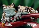 National Geographic Frogs: Notecard Box