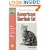 The Guide to Owning an American Shorthair Cat