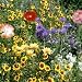 Drought Resistant-Xeriscape Wildflower Mix 1,000+ Seeds