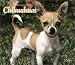 <STRONG>For</STRONG> <STRONG>the</STRONG> <STRONG>Love</STRONG> <STRONG>of</STRONG> <STRONG>Chihuahuas</STRONG> <STRONG>2004</STRONG> <STRONG>Calendar</STRONG>