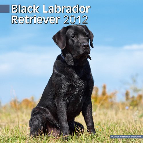 Kalender 2012 Labrador Retriever schwarz (Black)
