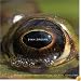 Ziporyn - Frog\'s Eye