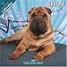 Shar Pei 2010 Wall Calendar #10070-10