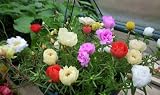 PORTULACA 100 SEEDS