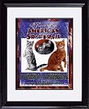 American Shorthair 8
