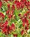 French Honeysuckle 10 Seeds - Hedysarum - Perennial