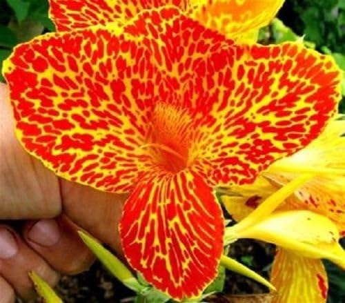 Canna Lily "Maui Punch" Live Plant