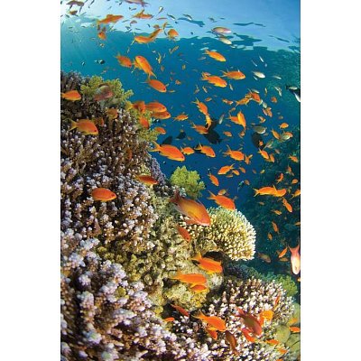 Tropical Waterworld